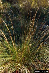 Southern Wiregrass, Beyrich Threeawn / Aristida stricta var. beyrichiana
(Syn. Aristida beyrichiana)